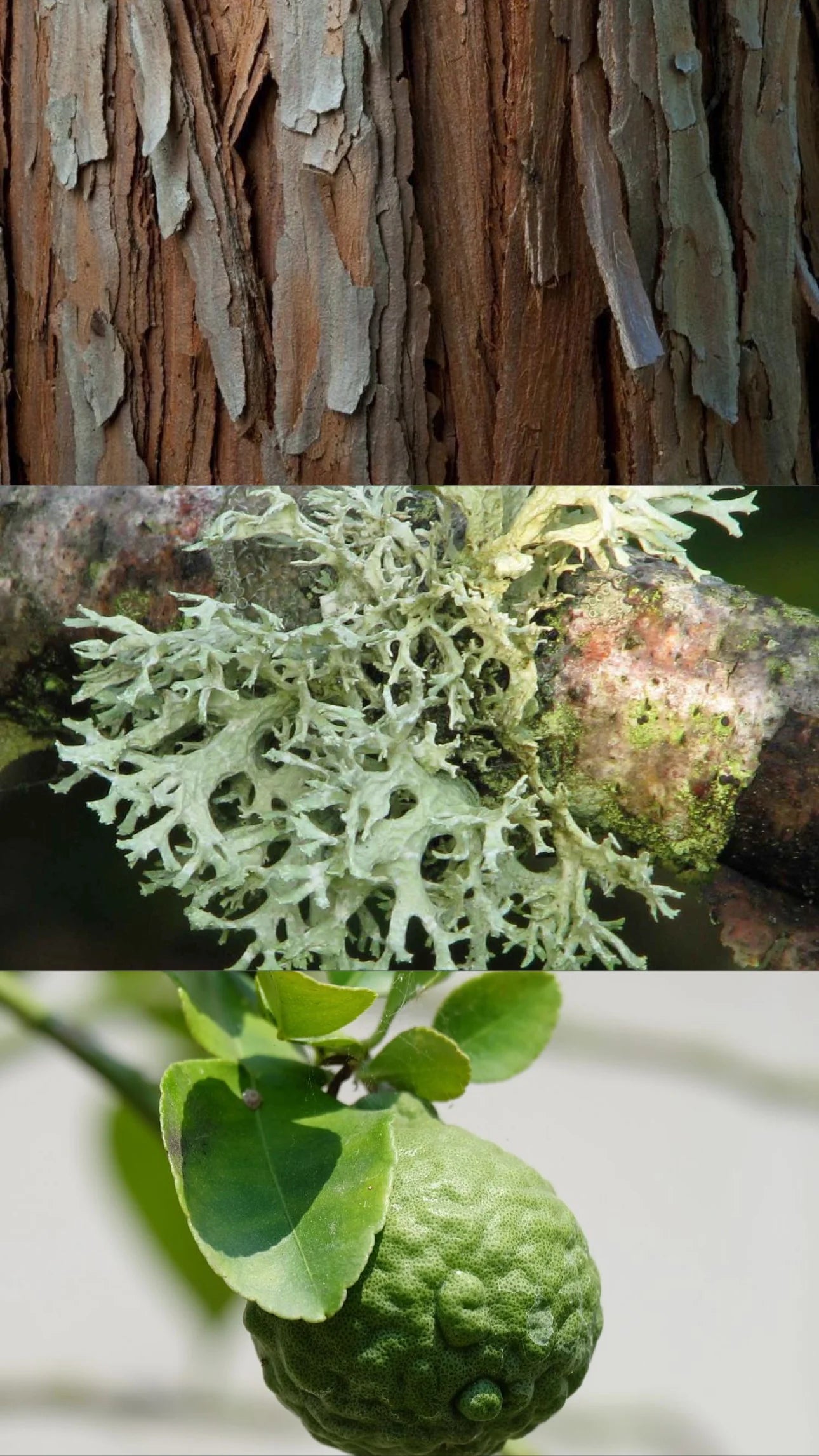 The Cedars of Lebanon Candle