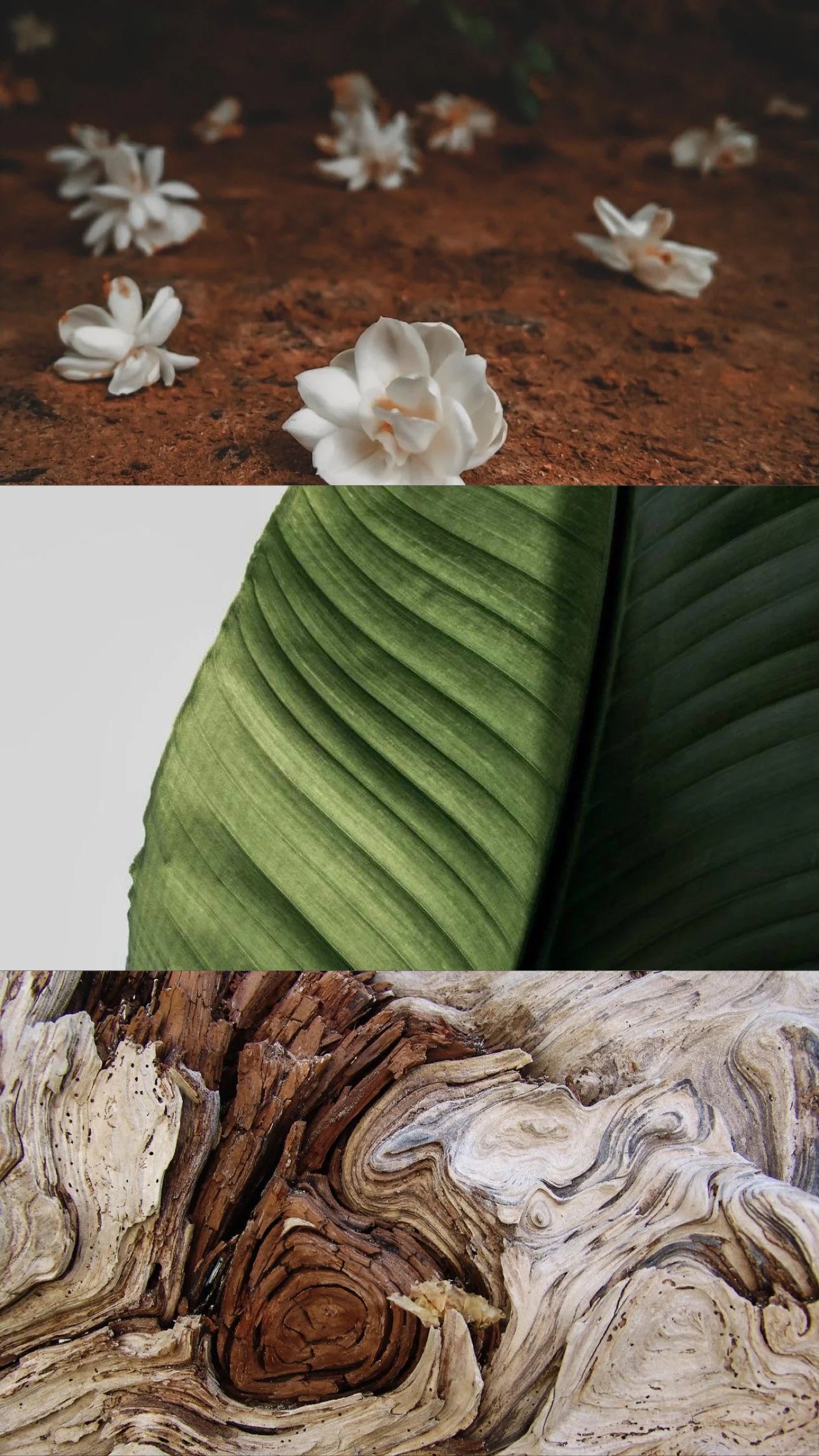 Jasmin of the Orient Candle