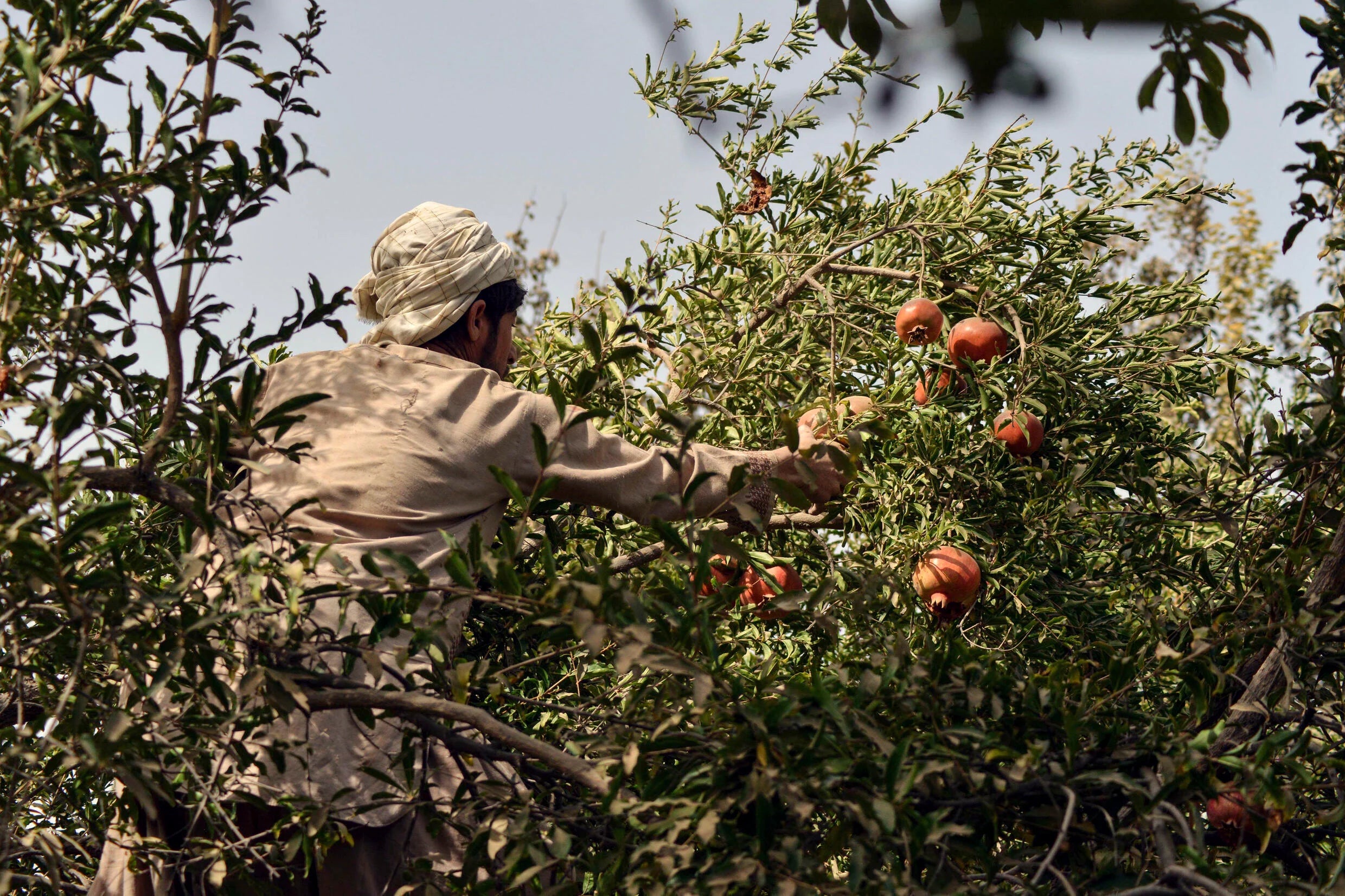 Pomegranate of Kandahar Candle